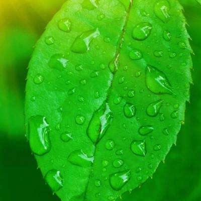 乐鱼APP手机app下载